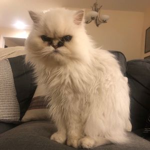 Meet your Posher, Catherine